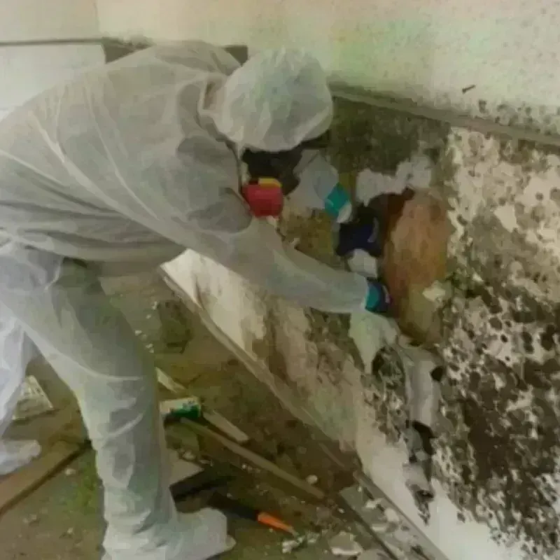 Mold Remediation and Removal in Erma, NJ